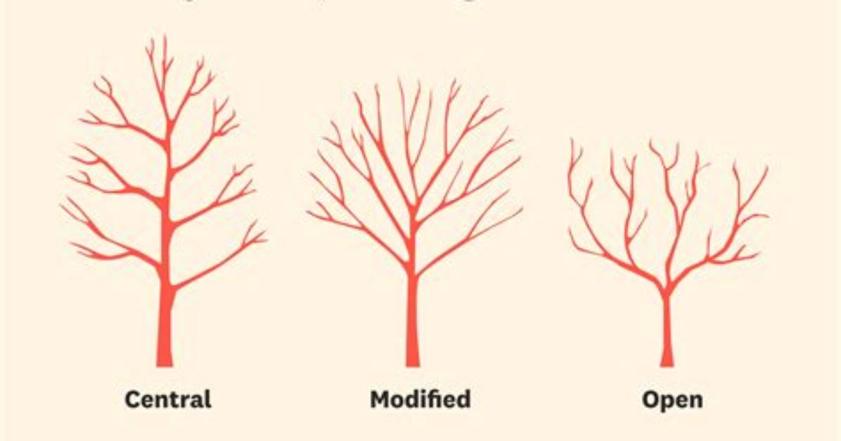 How Do You Winterize a Cherry Tree