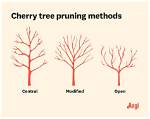 How Do You Winterize a Cherry Tree