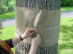 How Do You Wrap a Large Tree with Lights?