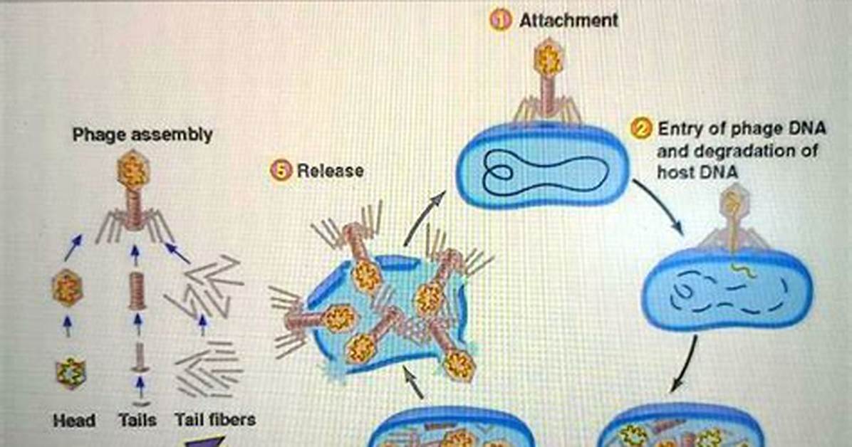 How Does a Bacteriophage Replicate?