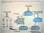 How Does a Bacteriophage Replicate?