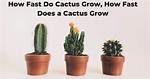 How Does a Cactus Grow