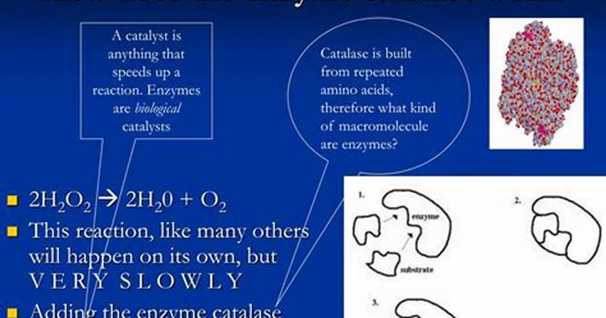 How Does a Catalase Work?