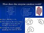 How Does a Catalase Work?
