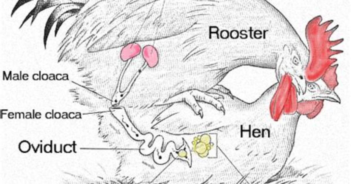 How Does a Chicken Mate?