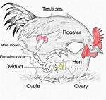 How Does a Chicken Mate?