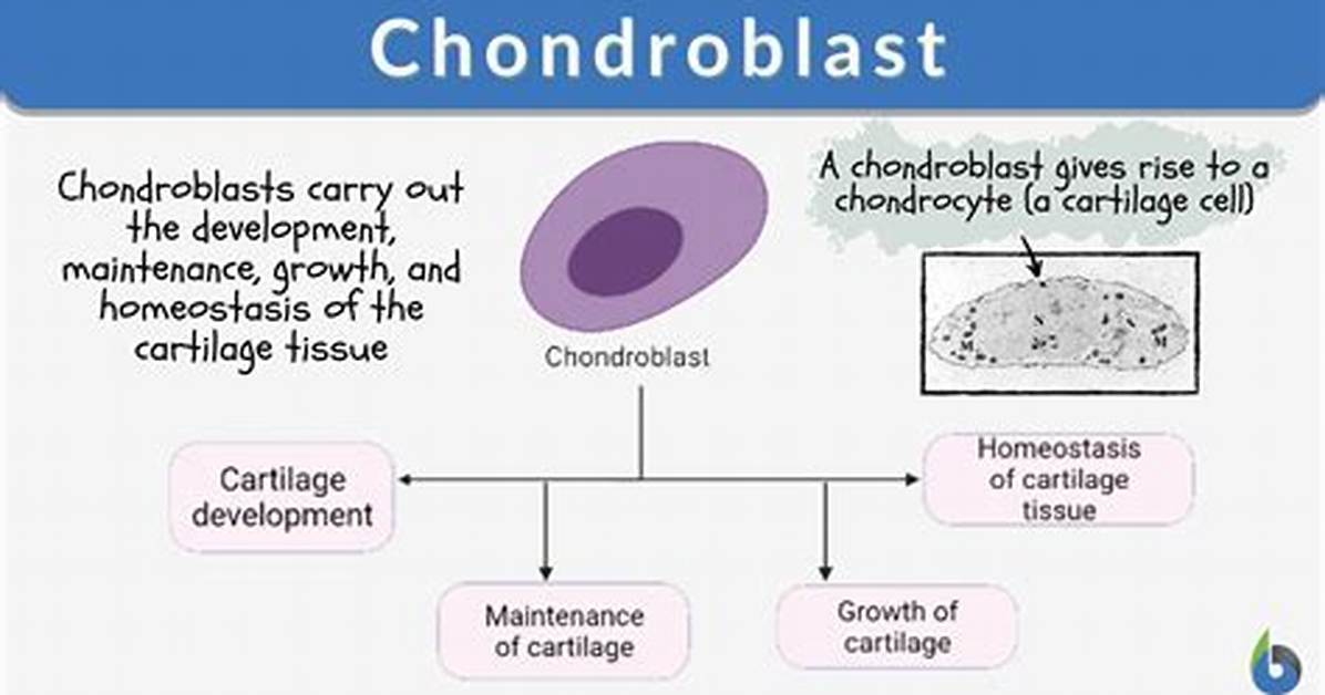 How Does a Chondroblast Differ from an Chondrocyte?