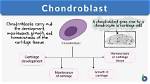 How Does a Chondroblast Differ from an Chondrocyte?
