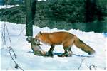 How Does a Fox Catch a Rabbit