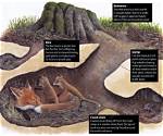 How Does a Fox Make a Den