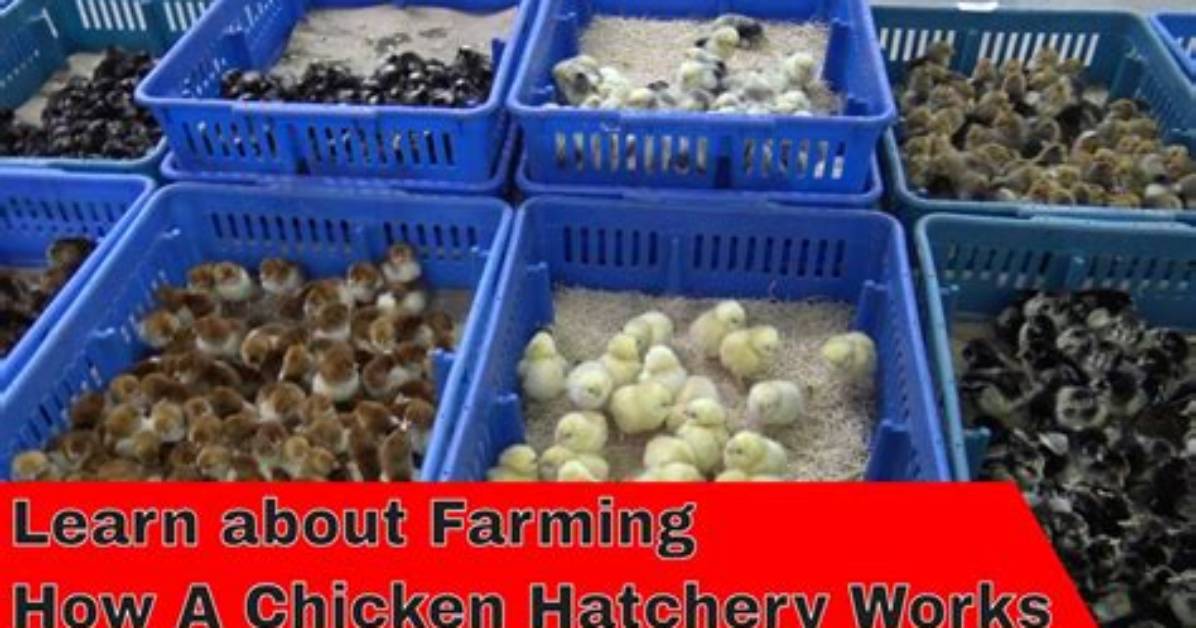 How Does a Hatchery Work