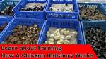 How Does a Hatchery Work