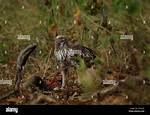 How Does a Hawk or Eagle Kill Its Prey? Check This out | How Do Eagles Kill Their Prey