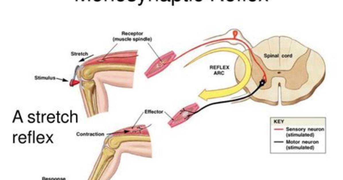 How Does a Monosynaptic Reflex Work?
