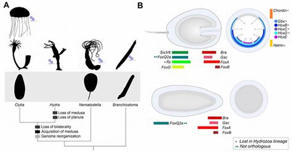 How Does a Planula Move?