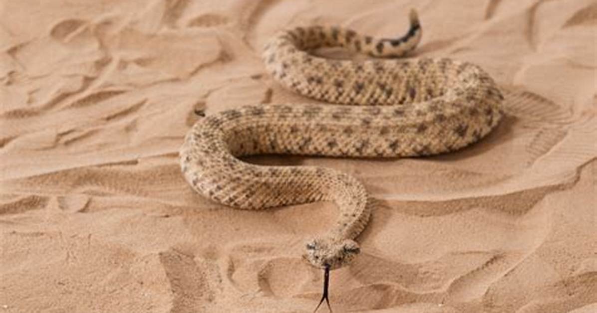 How Does a Sidewinder Move?