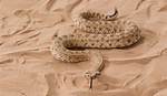 How Does a Sidewinder Move?