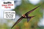 How Does a Swift Sleep While Flying?