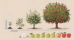 How Does a Tree Make Fruit