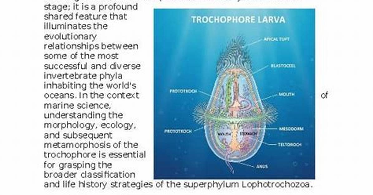 How Does a Trochophore Work?