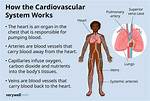 How Does a Vascular System Help a Plant to Grow Bigger?