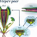 How Does a Venus Flytrap Work