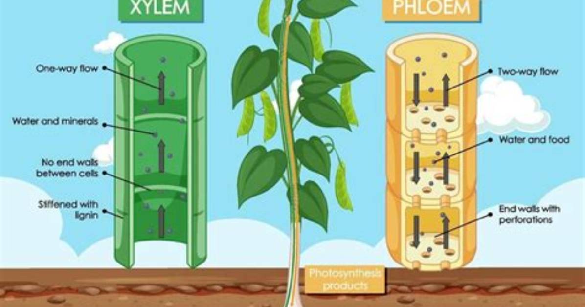 How Does a Xylem Work?