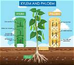 How Does a Xylem Work?