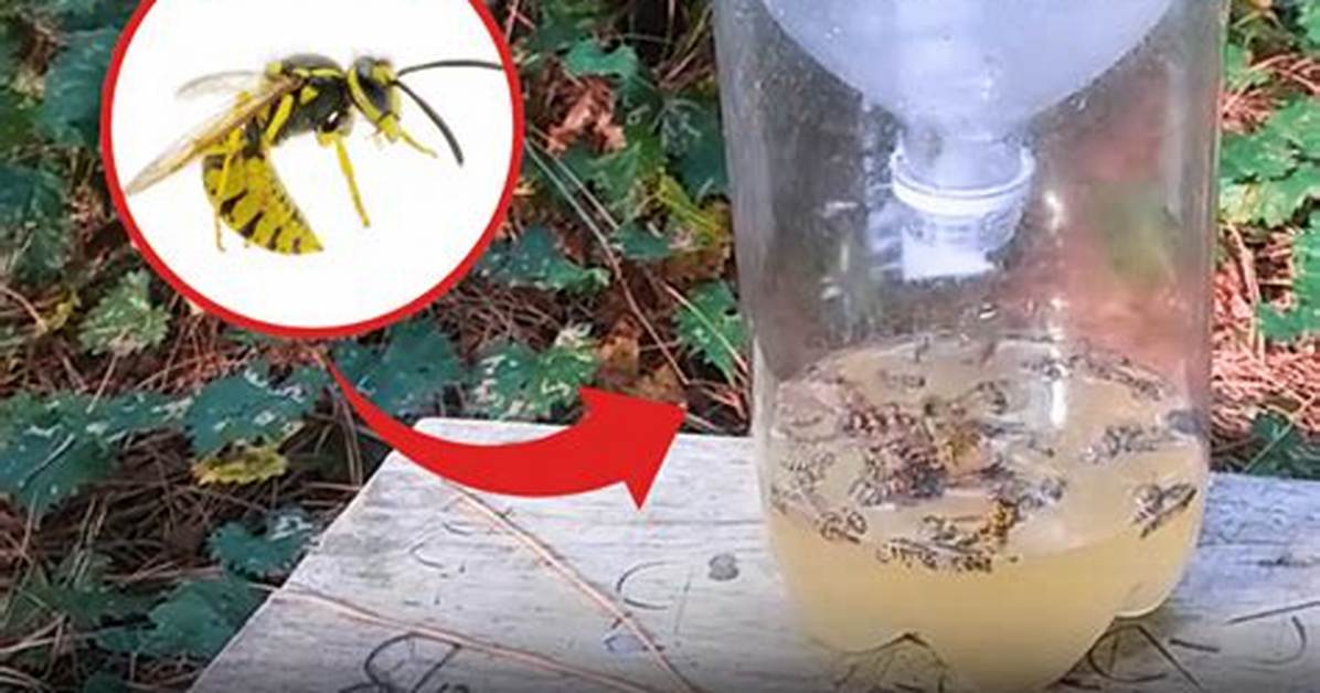 How Does a Yellow Jacket Trap Work?