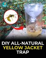 How Does a Yellow Jacket Trap Work?