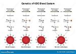 How Does Abo Blood Work