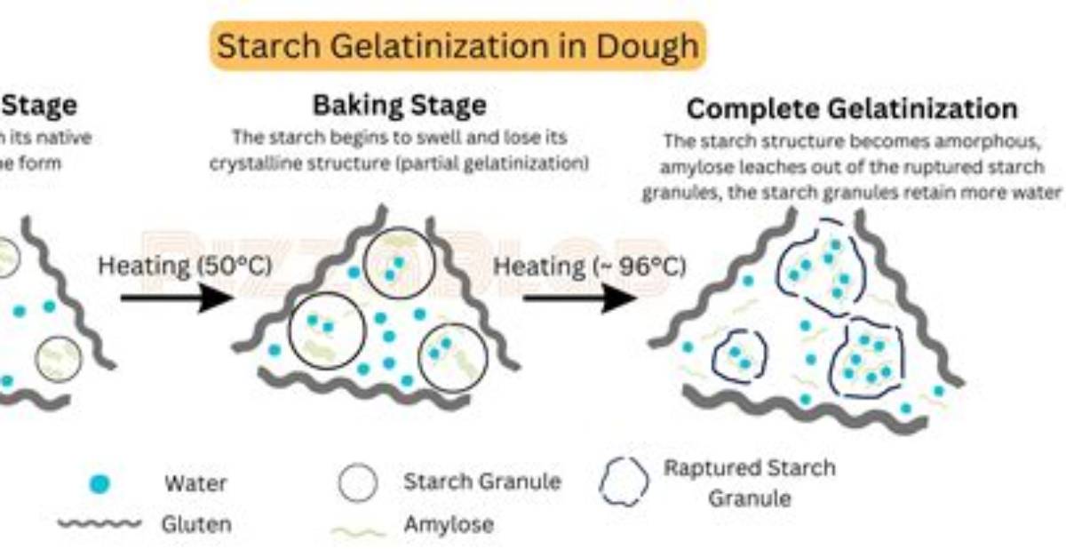 How Does Acid Affect Gelatinization?