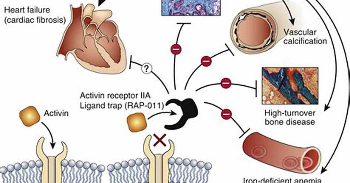 How Does Activin Work?