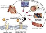 How Does Activin Work?