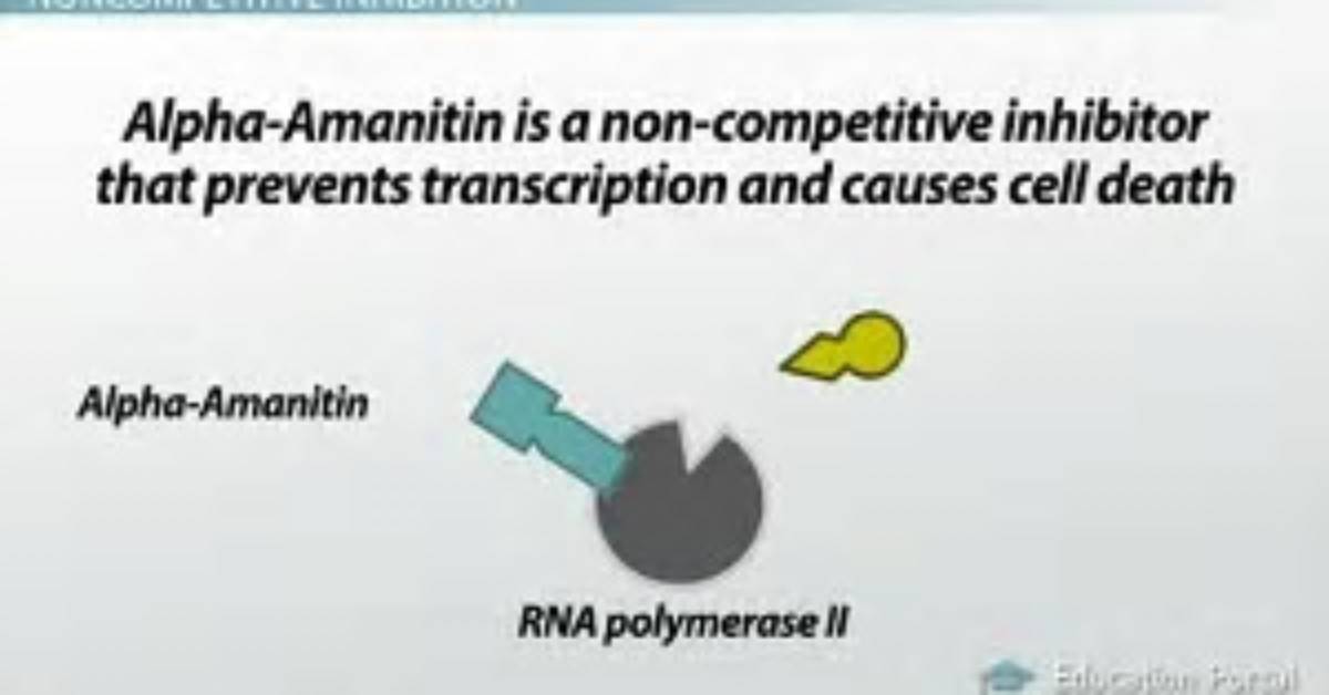How Does Alpha Amanitin Work?