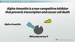 How Does Alpha Amanitin Work?