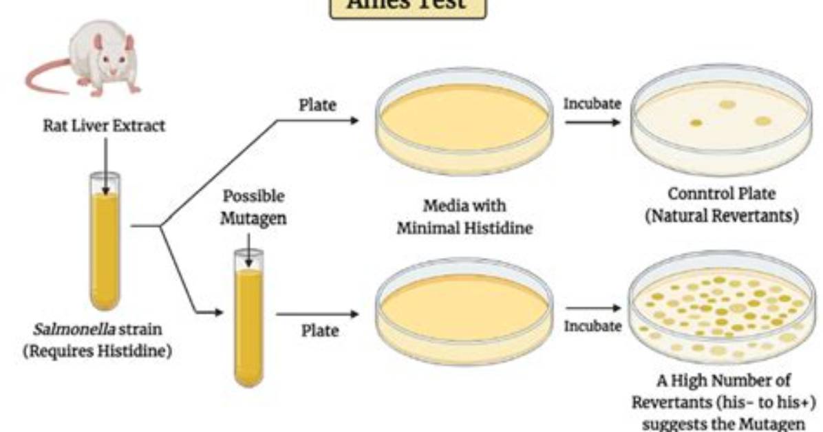How Does an Ames Test Work