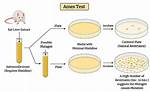 How Does an Ames Test Work