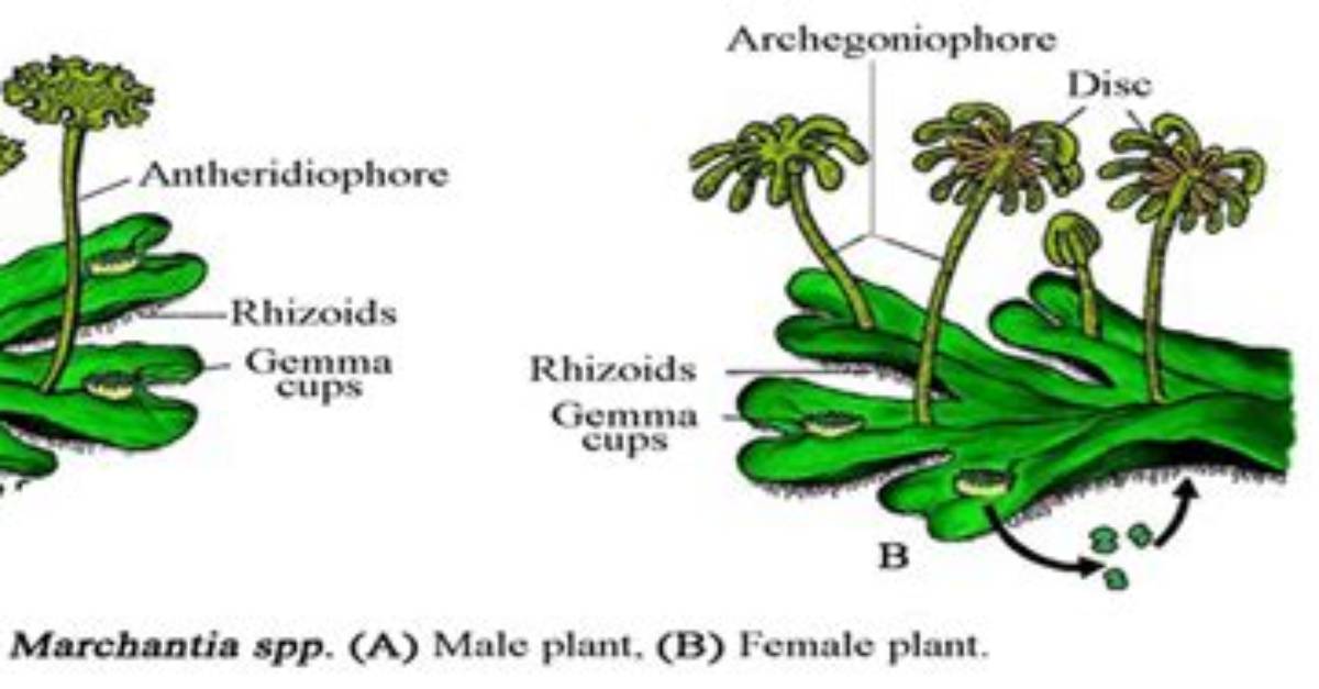 How Does an Archegonium Differ Functionally from a Antheridium?