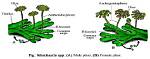 How Does an Archegonium Differ Functionally from a Antheridium?