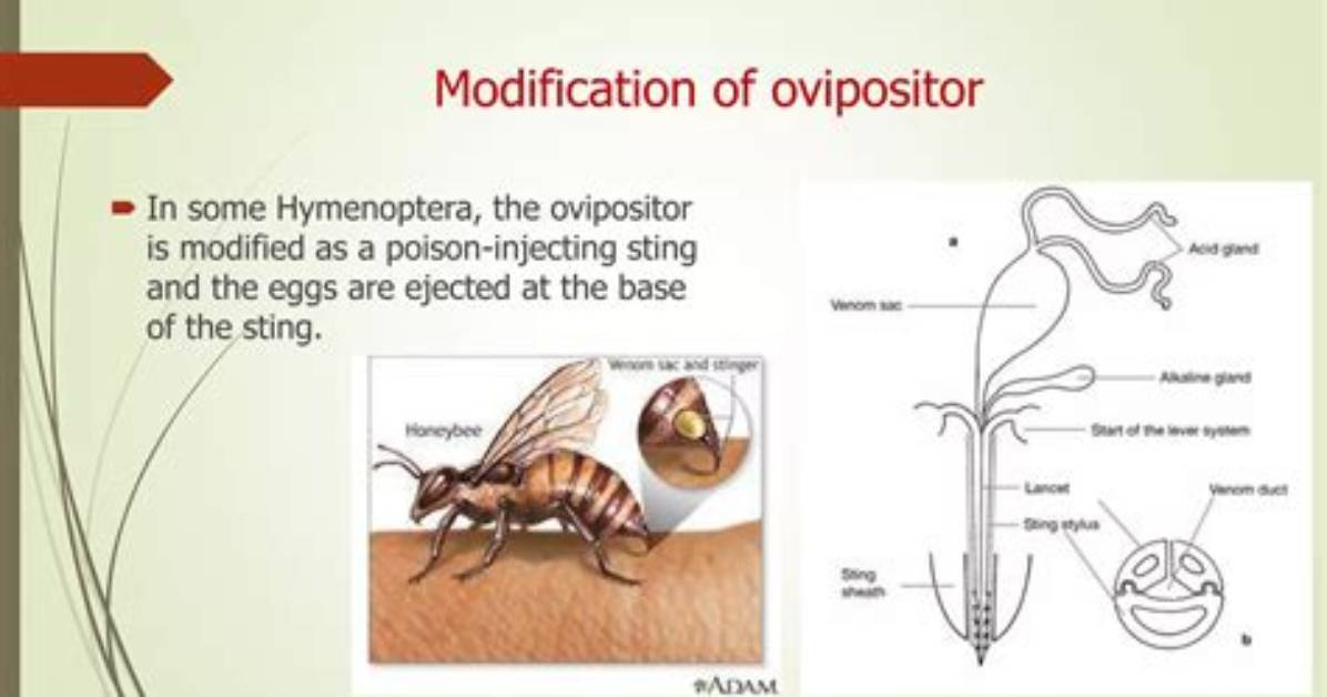 How Does an Ovipositor Work