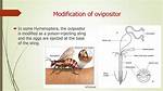 How Does an Ovipositor Work