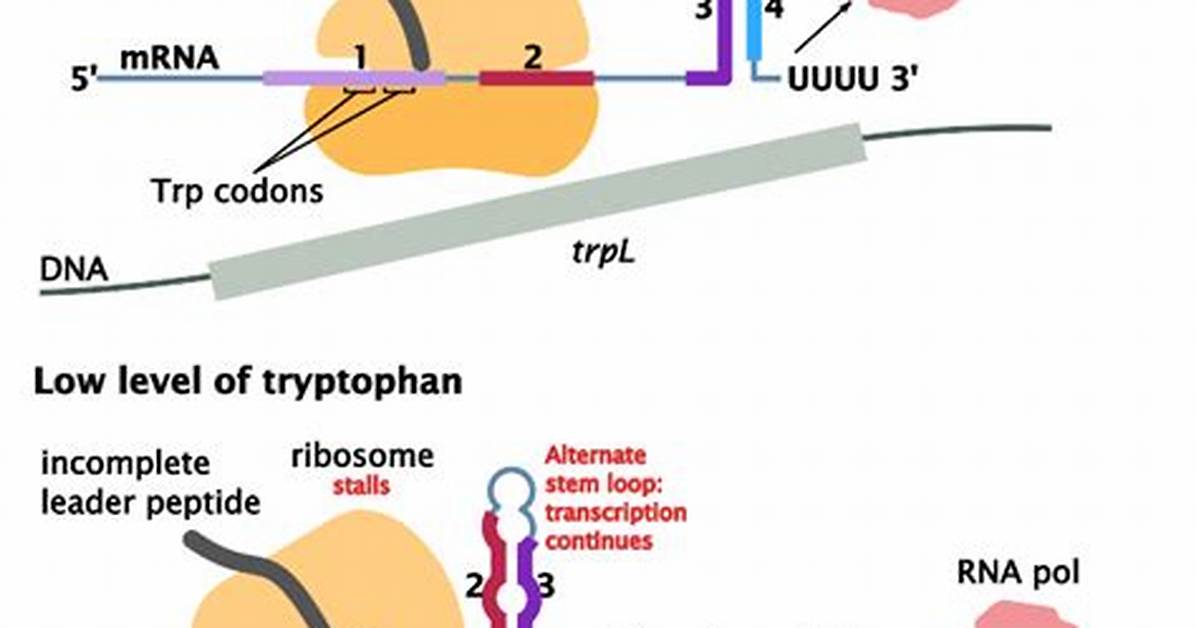 How Does Attenuation Regulate Gene Expression?