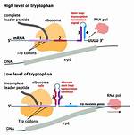 How Does Attenuation Regulate Gene Expression?