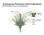 How Does Autogamy Work?