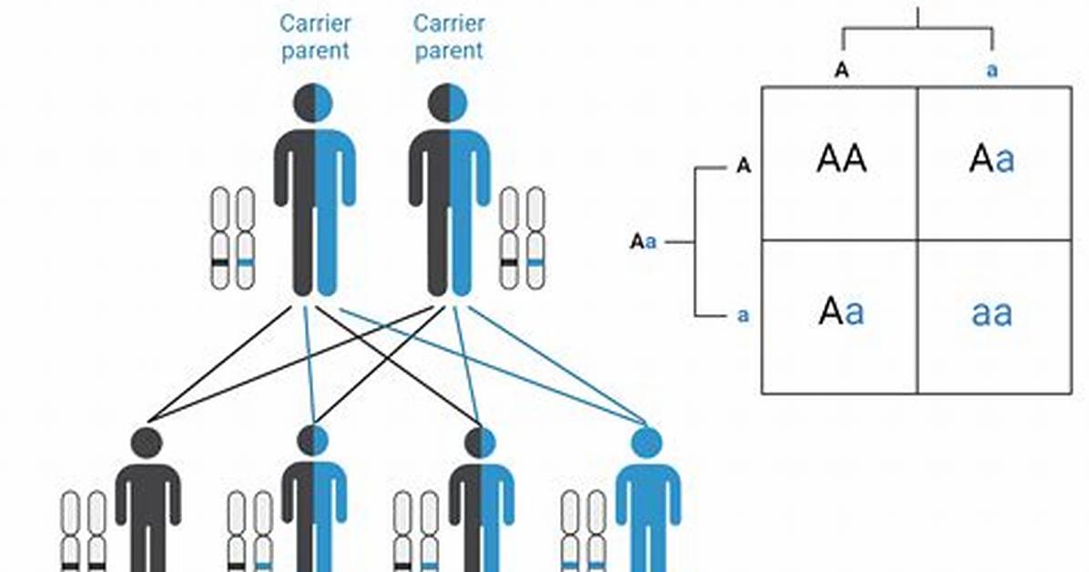 How Does Autosomal Inheritance Work?