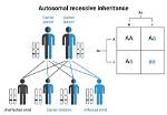 How Does Autosomal Inheritance Work?