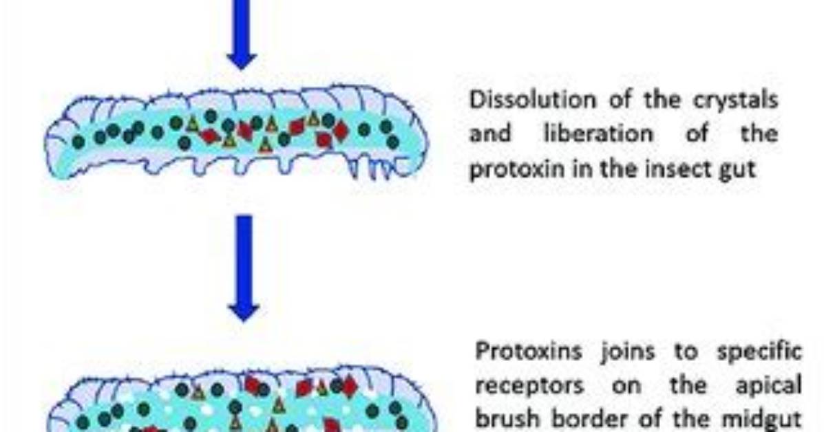 How Does Bacillus Thuringiensis Kill Insects?