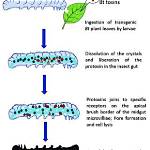 How Does Bacillus Thuringiensis Kill Insects?