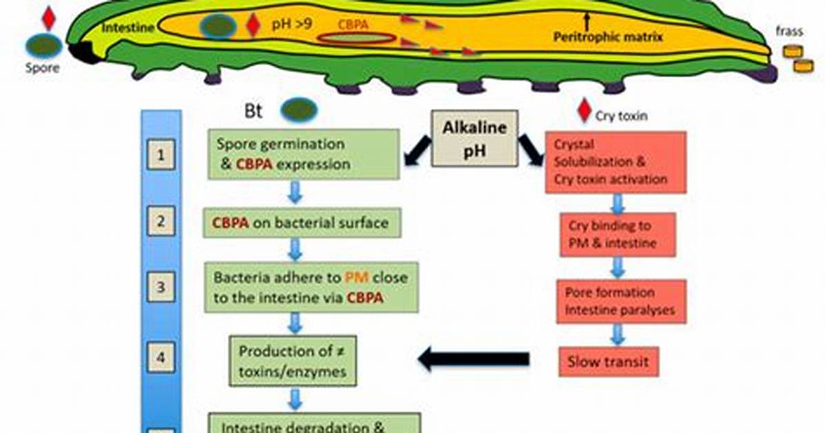 How Does Bacillus Thuringiensis Work?